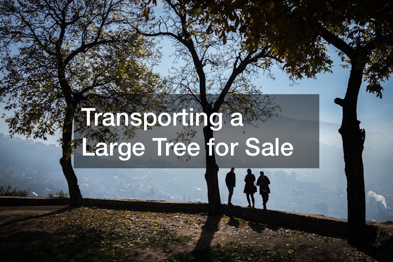 Transporting a Large Tree for Sale